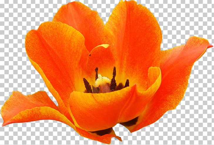 Flowering Plant Petal Tulip Flowering Plant PNG, Clipart, Closeup, Flower, Flowering Plant, Flowers, Orange Free PNG Download
