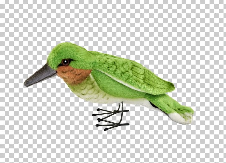 Hummingbird Beak Feather Fauna PNG, Clipart, Animals, Beak, Bird, Fauna, Feather Free PNG Download