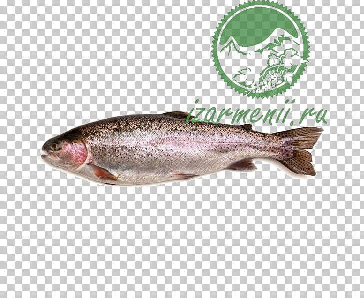 Rainbow Trout Fish Market Food PNG, Clipart, Anchovy, Animals, Animal Source Foods, Bonito, Brown Trout Free PNG Download