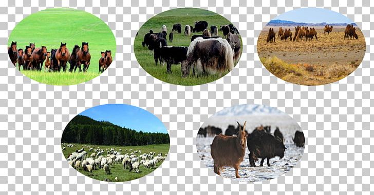 Horse Agriculture Malchin Cattle Galt PNG, Clipart, Agriculture, Camel, Cattle, Fauna, Grass Free PNG Download