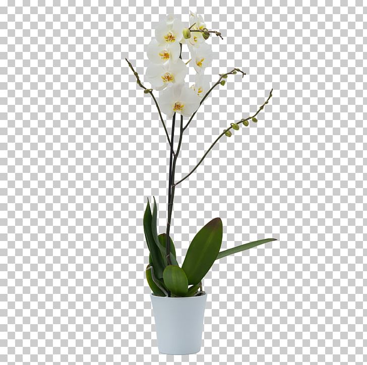Moth Orchids Cattleya Orchids Flower Dendrobium Angraecum PNG, Clipart, Beyaz, Branch, Cattleya, Cattleya Orchids, Cut Flowers Free PNG Download