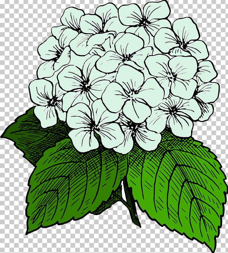 Open French Hydrangea Graphics PNG, Clipart, Botanik, Branch, Cornales, Cut Flowers, Drawing Free PNG Download