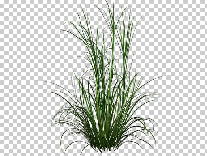 Ornamental Grass Ornamental Plant Lawn Garden PNG, Clipart, Bitki Resimleri, Chrysopogon Zizanioides, Commodity, Desktop Wallpaper, Evergreen Free PNG Download