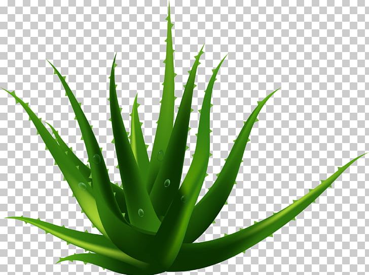 Aloe Vera Plant Euclidean PNG, Clipart, Adobe Illustrator, Agave Azul, All Natural, Aloe, Aloe Vector Free PNG Download