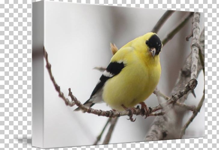 Finches Chickadee Fauna Beak Feather PNG, Clipart, Beak, Bird, Branch, Chickadee, Fauna Free PNG Download