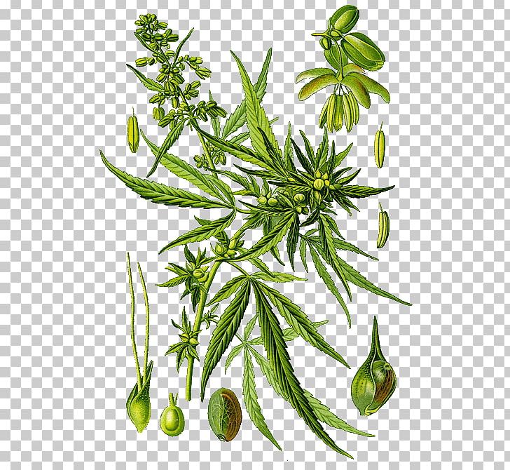 Marijuana Medical Cannabis Hemp Sativum PNG, Clipart, Botanical Illustration, Botany, Branch, Cannabis, Cannabis Sativa Free PNG Download