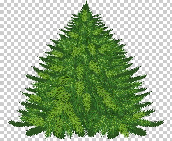 Spruce Christmas Tree Christmas Ornament New Year Tree PNG, Clipart, Biome, Christmas, Christmas Decoration, Christmas Ornament, Christmas Tree Free PNG Download