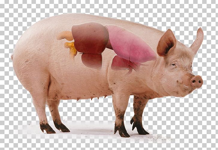 Domestic Pig Teat Science Tryne PNG, Clipart, Animals, Banar, Cattle Like Mammal, Domestic Pig, Fauna Free PNG Download