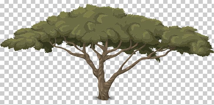 Environmental Ethics Tree Natural Environment Plant PNG, Clipart, Branch, Coarse Woody Debris, Coconut Tree, Environmental Ethics, Ethics Free PNG Download