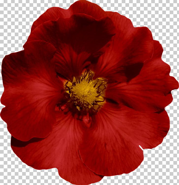 Mallows The Poppy Family Cut Flowers Petal PNG, Clipart, Annual Plant, Cut Flowers, Family, Flower, Flowering Plant Free PNG Download