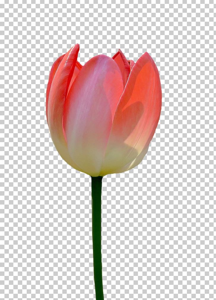 Tulip Flower PNG, Clipart, Computer Wallpaper, Encapsulated Postscript, Euclidean Vector, Floristry, Flower Bouquet Free PNG Download