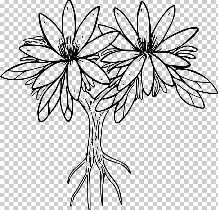 Bitterroot Lewisia Cotyledon Coloring Book PNG, Clipart, Anemone, Artwork, Bitterroot, Black And White, Branch Free PNG Download