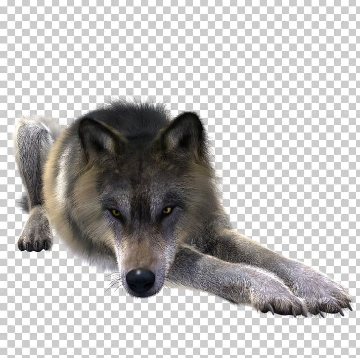 Greenland Dog Coyote Alaskan Tundra Wolf Canidae Stock PNG, Clipart, Alaskan Tundra Wolf, Animals, Black Wolf, Canidae, Canis Lupus Tundrarum Free PNG Download