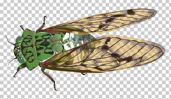 Insect Cicadas Cicadidae Butterfly PNG, Clipart, Animal, Animals, Art, Arthropod, Brush Footed Butterfly Free PNG Download