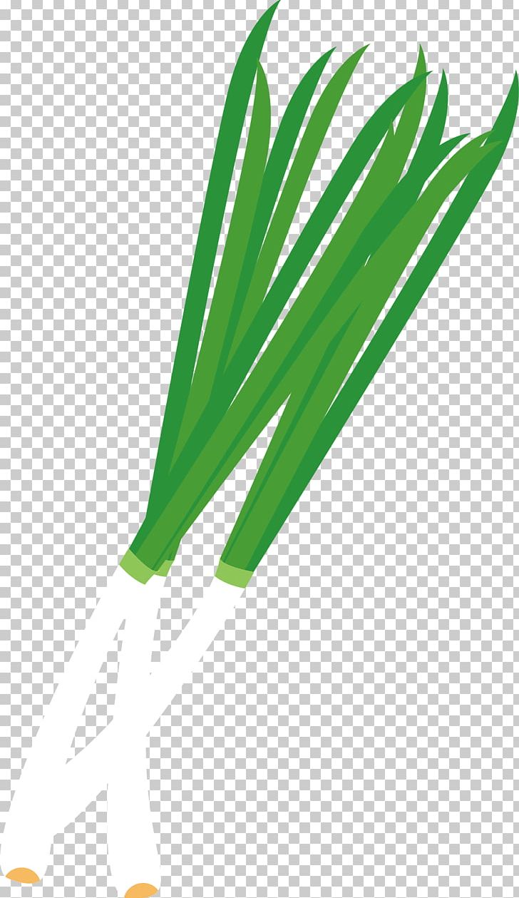 Onion Allium Fistulosum PNG, Clipart, Adobe Illustrator, Angle, Cartoon, Encapsulated Postscript, Food Free PNG Download