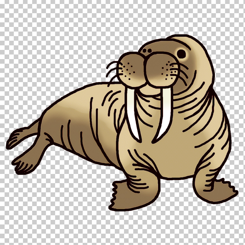 Seals Whiskers Dog Cat Bears PNG, Clipart, Bears, Beaver, Cat, Dog, Kitten Free PNG Download