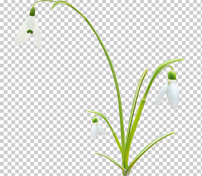 Flower Plant Snowdrop Summer Snowflake Lily Of The Valley PNG, Clipart, Amaryllis Family, Flower, Galanthus, Grass, Lily Of The Valley Free PNG Download