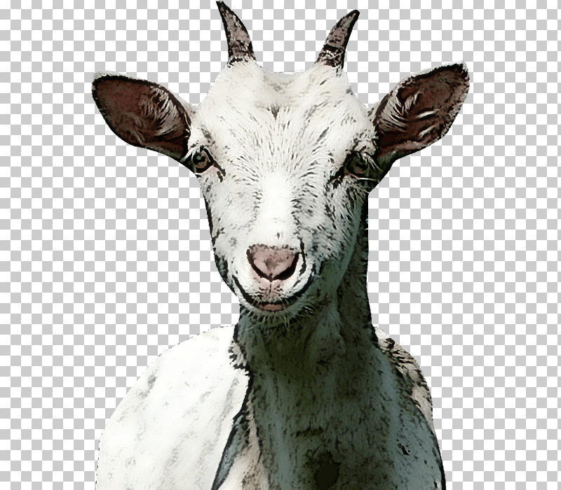 Goat Sheep Snout Biology Science PNG, Clipart, Biology, Goat, Science, Sheep, Snout Free PNG Download