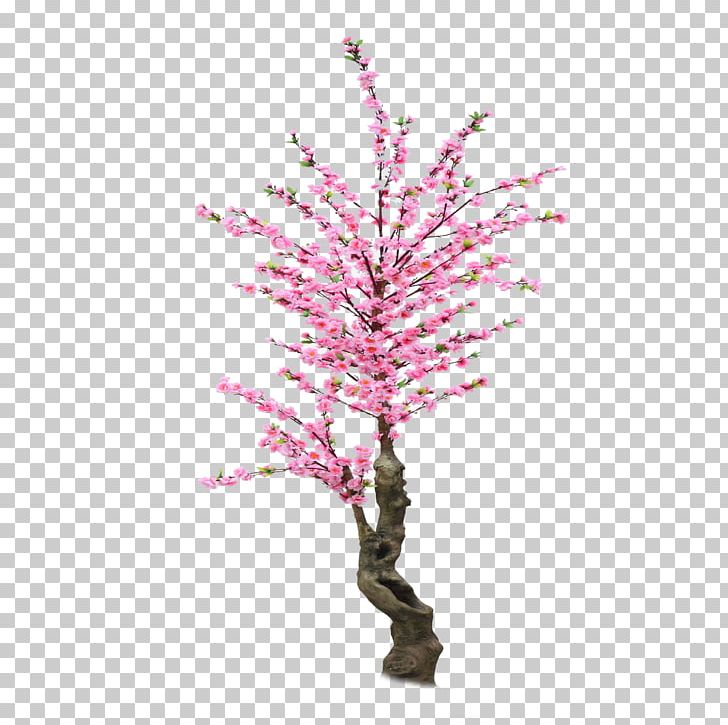 Cherry Blossom Cerasus Material PNG, Clipart, Branch, Cherry, Christmas Tree, Fruit Nut, Gratis Free PNG Download