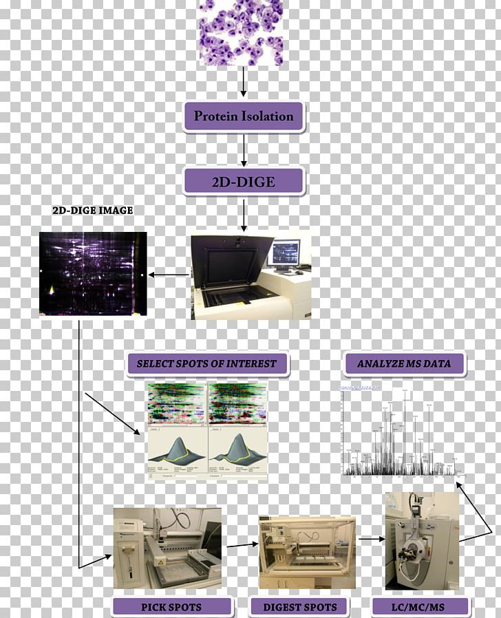 Difference Gel Electrophoresis Proteomics Two-dimensional Space Two-dimensional Gel Electrophoresis PNG, Clipart, Alzheimer, Angle, Dimension, Electrophoresis, Furniture Free PNG Download