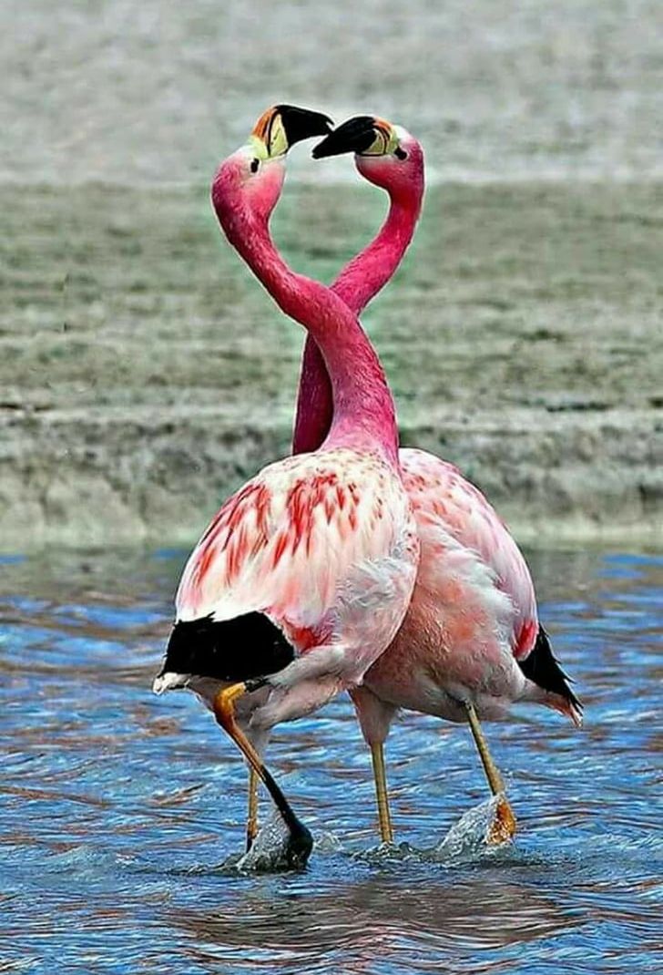 Lake Nakuru Plastic Flamingo Greater Flamingo Bird PNG, Clipart, Animals, Beak, Bird, Don Featherstone, Flamingo Free PNG Download