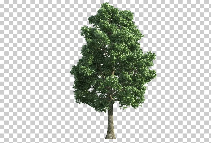Oak Tree Stock Photography PNG, Clipart, 3d Computer Graphics, Agac, Agac Resimleri, Branch, Evergreen Free PNG Download