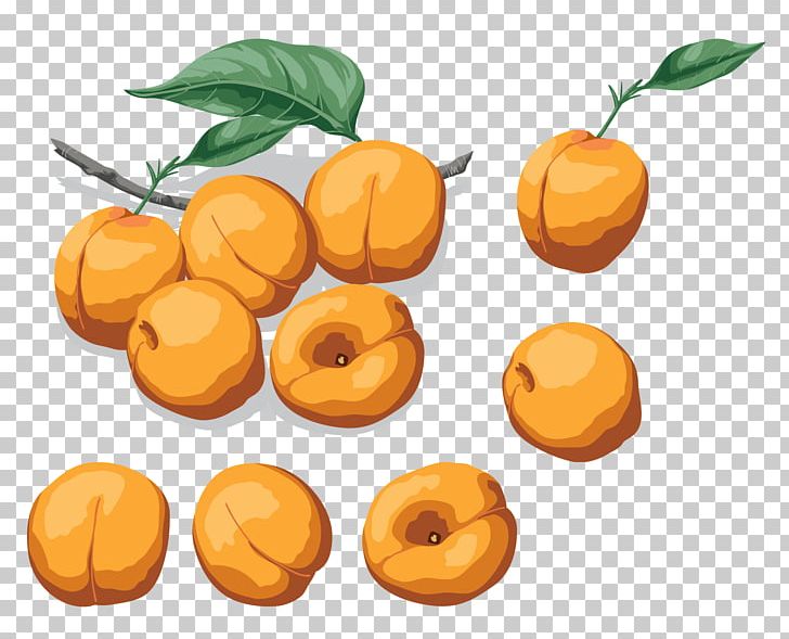 Apricot Nectarine Drawing Vegetarian Cuisine Food PNG, Clipart, Apricot, Digital Image, Drawing, Food, Fruit Free PNG Download