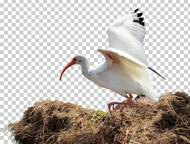 Bird Nest Ibis PNG, Clipart, Animals, Beak, Bird, Bird Flight, Bird Nest Free PNG Download