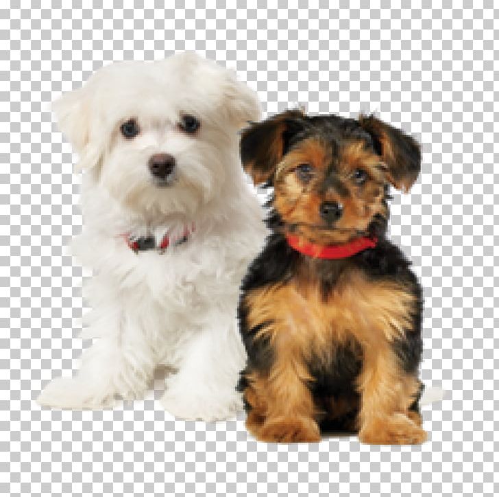 Lhasa Apso Puppy Yorkshire Terrier Cat Toy Dog PNG, Clipart, Animals, Breed, Carnivoran, Cat, Companion Dog Free PNG Download