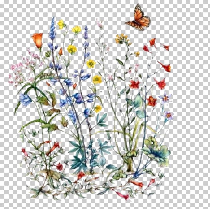 Drawing Wildflower Botanical Illustration California Poppy PNG, Clipart, Art, Artwork, Botanical, Botany, Branch Free PNG Download