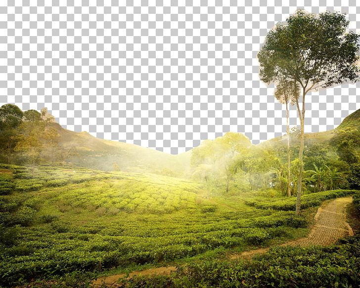 Tea Production In Sri Lanka Tea Production In Sri Lanka Stock Photography PNG, Clipart, Agriculture, Camellia Sinensis, Computer Wallpaper, Download, Ecosystem Free PNG Download