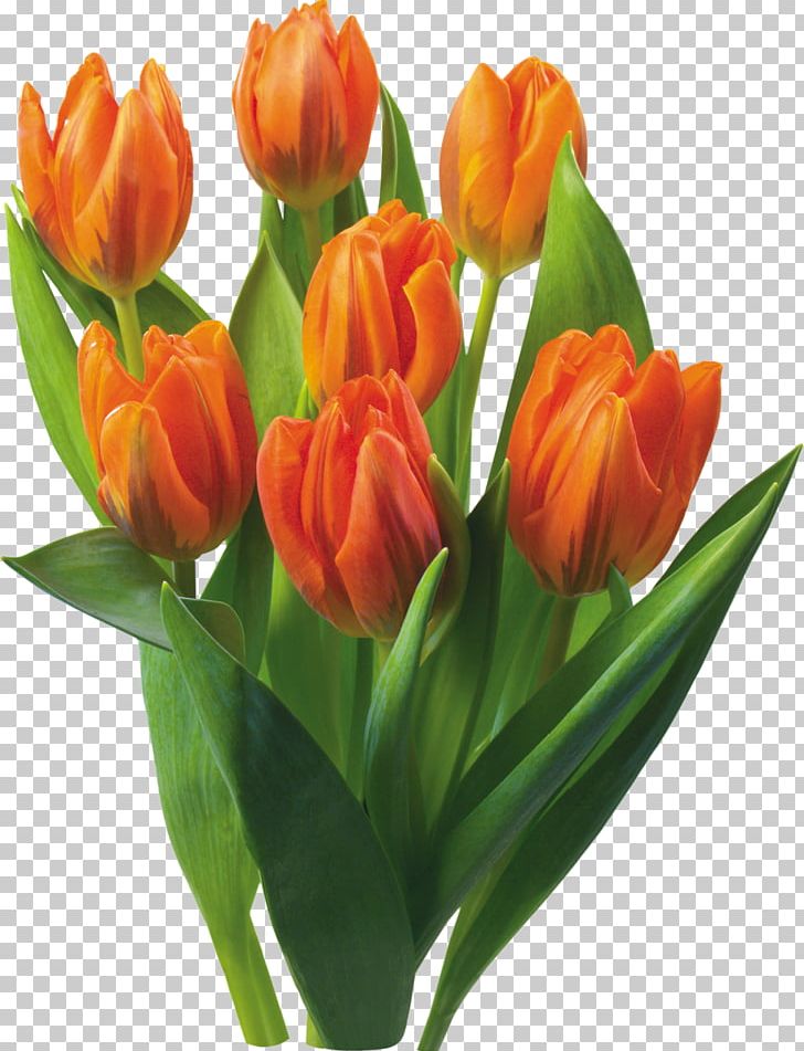 Tulip Flowering Bulbs Flowering Bulbs Hyacinth PNG, Clipart, Bud, Bulb, Computer, Cut Flowers, Daffodil Free PNG Download