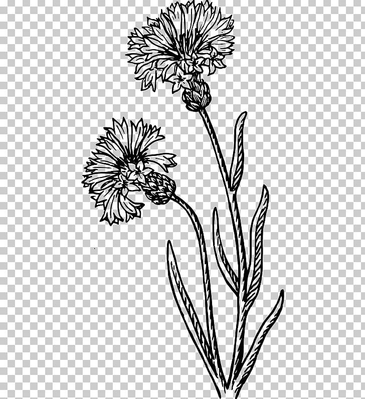 Cornflower Drawing Watercolor Painting PNG, Clipart, Artwork, Bachelor, Black And White, Branch, Flower Free PNG Download