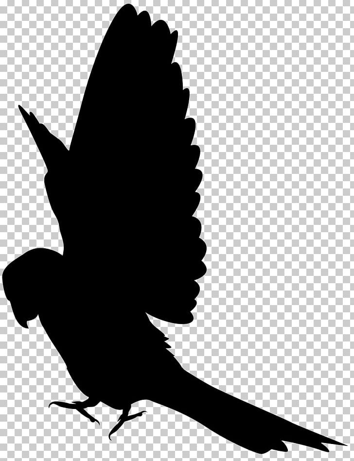 Parrot Bird Silhouette PNG, Clipart, Animals, Beak, Bird, Black And White, Branch Free PNG Download