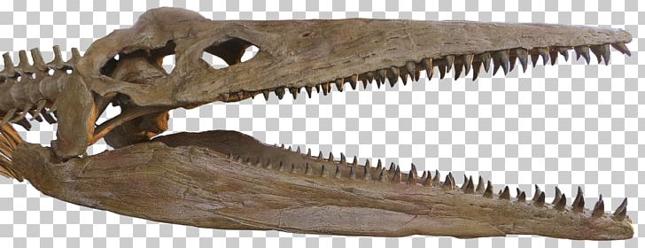 Reptile Pliosauroidea Pliosaurus Plesiosauroidea Skull PNG, Clipart, Centimeter, Dinosaur, Fantasy, Human Body, Jaw Free PNG Download