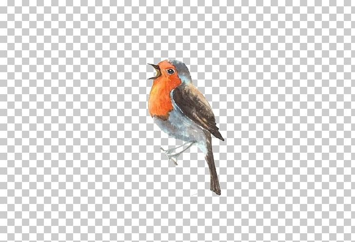 Bird Art Drawing Illustration PNG, Clipart, Animals, Beak, Birds, Cartoon, Chubby Boy Cartoon Free PNG Download