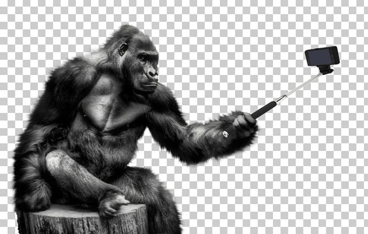 Gorilla Portable Network Graphics Transparency PNG, Clipart, Animals, Black And White, Camera, Common Chimpanzee, Computer Icons Free PNG Download