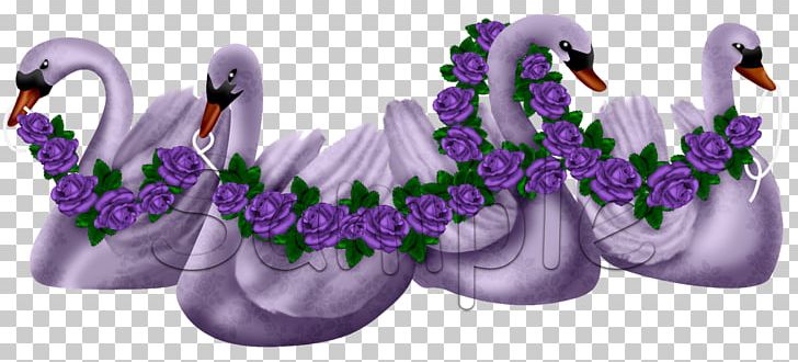 Lavender Lilac Violet Water Bird Purple PNG, Clipart, Anatidae, Bird, Cygnini, Duck, Ducks Geese And Swans Free PNG Download