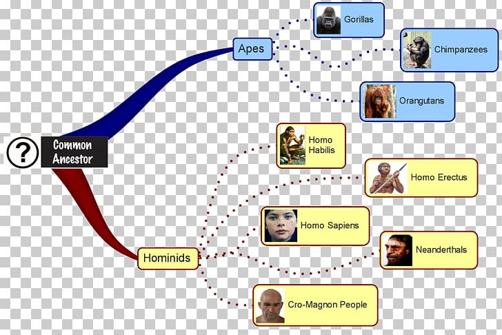 Neanderthal Primate Homo Sapiens Human Evolution PNG, Clipart, Angle, Ape, Area, Australopithecine, Bipedalism Free PNG Download