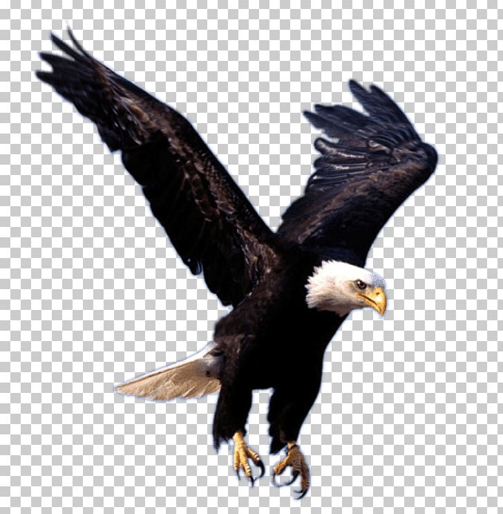 Bald Eagle PNG, Clipart, Accipitriformes, Animals, Arama, Bald Eagle, Beak Free PNG Download
