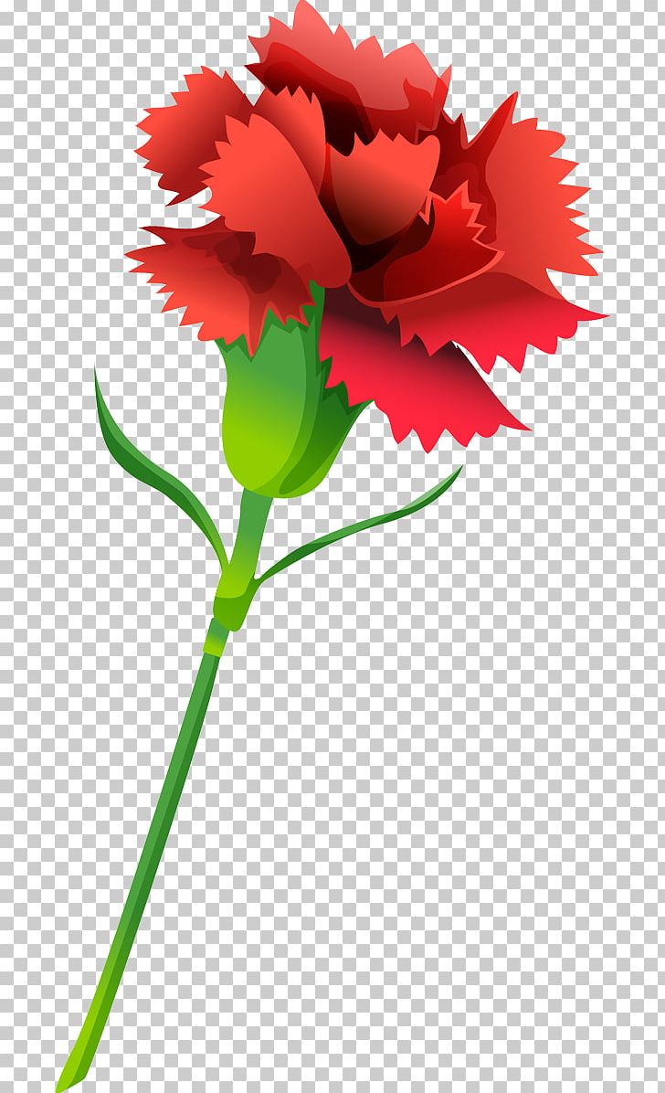 Kryddernellike Carnation Flower Information PNG, Clipart, Annual Plant, Carnation, Cut Flowers, Desktop Wallpaper, Display Resolution Free PNG Download