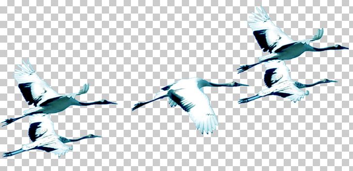 Siberian Crane Bird Chemical Element PNG, Clipart, Adobe Illustrator, Animal, Background White, Beak, Birds Free PNG Download