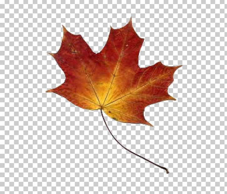 Southern Hemisphere Autumn Leaf Color Tree PNG, Clipart, Autumn, Autumn Leaf Color, Autumn Leaves, Download, Leaf Free PNG Download