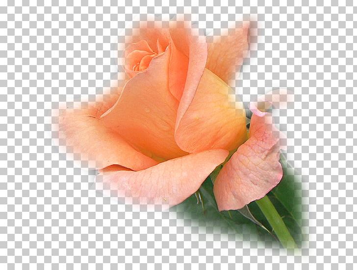Garden Roses Flower Blog PNG, Clipart, Blog, Centerblog, Closeup, Cut Flowers, Finger Free PNG Download