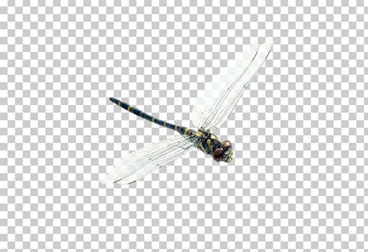 Insect Dragonfly Membrane PNG, Clipart, Cartoon Dragonfly, Dragonflies, Dragonflies And Damseflies, Dragonfly, Dragonfly Vector Free PNG Download