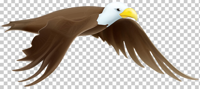 Feather PNG, Clipart, Bald Eagle, Beak, Bird, Bird Of Prey, Eagle Free PNG Download
