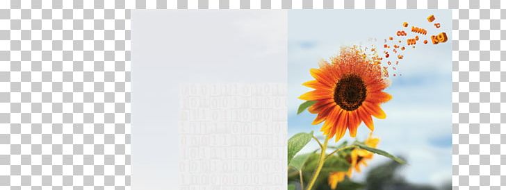 Common Sunflower Transvaal Daisy Floral Design Desktop PNG, Clipart, Closeup, Common Sunflower, Computer, Computer Wallpaper, Daisy Family Free PNG Download