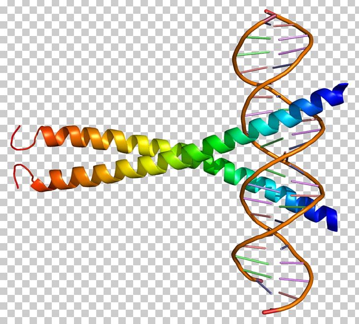 ATF1 Protein BRCA1 Leucine Zipper Transcription Factor PNG, Clipart, Area, Atf, Atf1, Binding Protein, Body Jewelry Free PNG Download