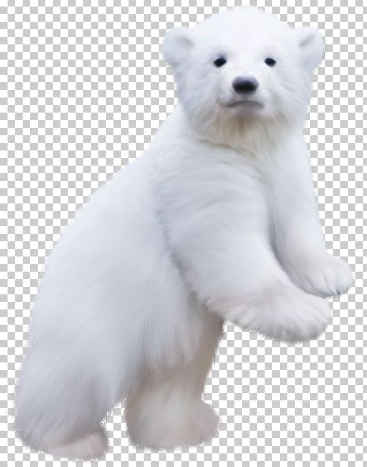 Baby Polar Bear Bears Of The World PNG, Clipart, Animals, Baby Polar Bear, Bear, Bears, Bears Of The World Free PNG Download