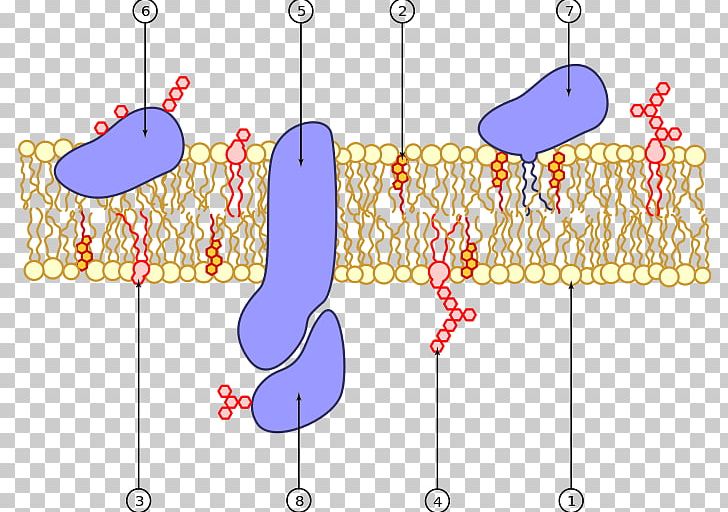 Cell Membrane Biological Membrane Membrane Transport Membrane Protein PNG, Clipart, Active Transport, Angle, Area, Biologic, Biology Free PNG Download